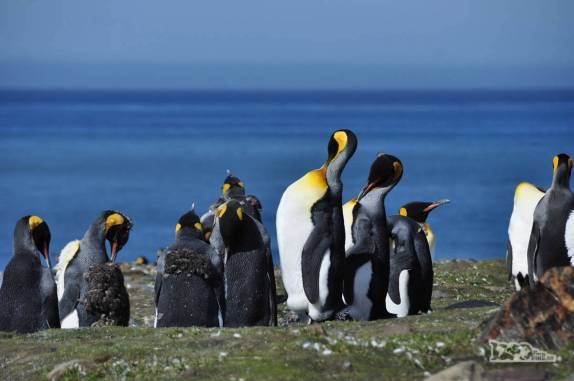 Dia de céu azul em St Andrews Bay, na Geórgia do Sul